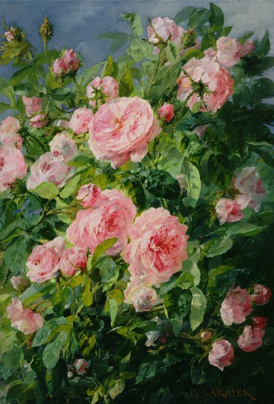 Rosa Rosen von Pierre Garnier